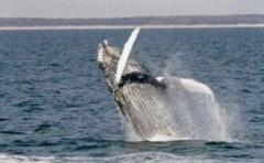 virginia beach whale watching cruise