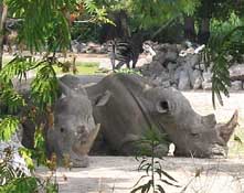 virginia zoo rhinos